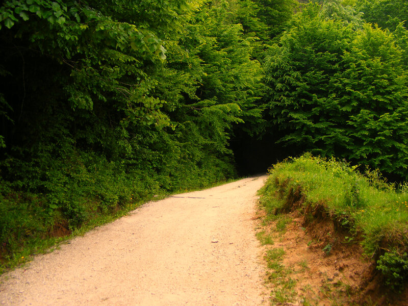 Dirt Path in Forest — Green, Serene, Afternoon, Photograph, Trees, Gravel