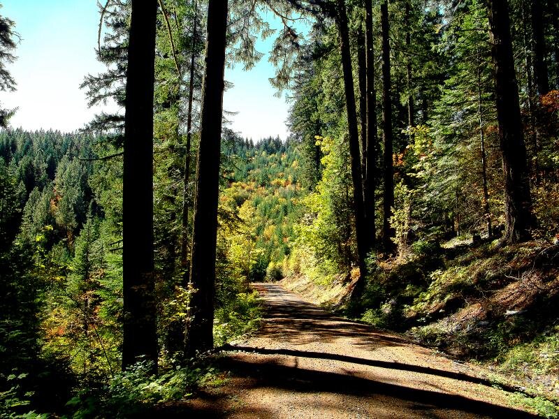 Dirt Path in Forest — Green, Serene, Afternoon, Photograph, Trees, Hills