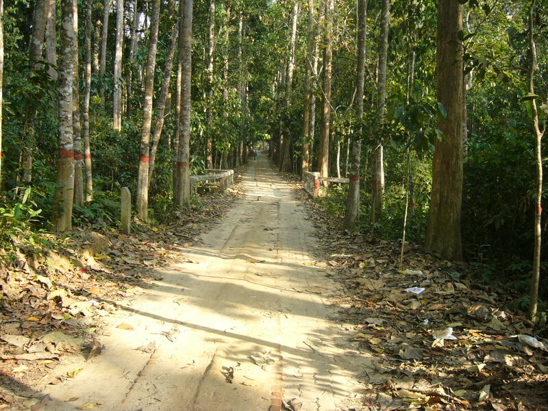 Dirt Path in Forest — Green, Serene, Afternoon, Photograph, Trees, Leaves, Bridge