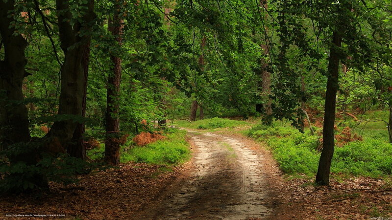Dirt Path in Forest — Green, Serene, Afternoon, Photograph, Trees, Leaves, Grass
