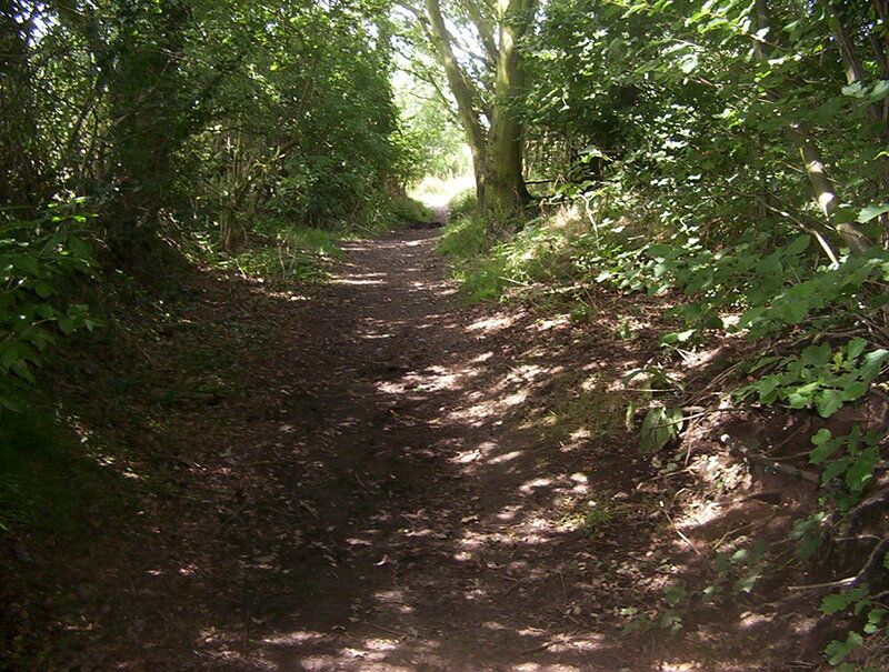Dirt Path in Forest — Green, Serene, Afternoon, Photograph, Trees, Leaves, Sunlight