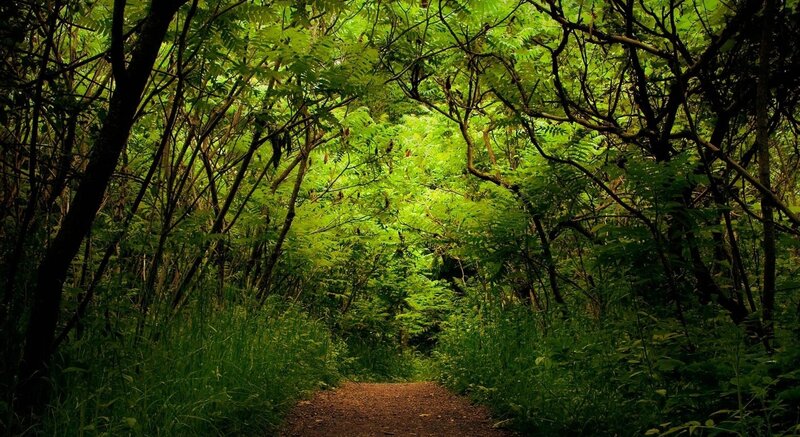 Dirt Path in Forest — Green, Serene, Afternoon, Photograph, Trees, Leaves