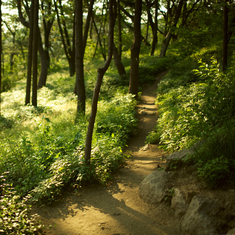 Dirt Path in Forest — Green, Serene, Afternoon, Photograph, Trees, Plants, Rocks, Brown