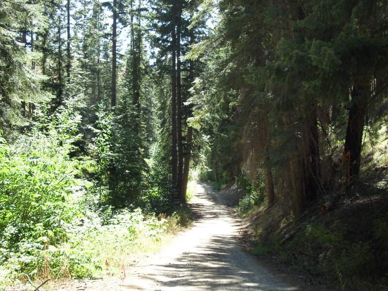 Dirt Path in Forest — Green, Serene, Afternoon, Photograph, Trees, Sunlight, Bushes