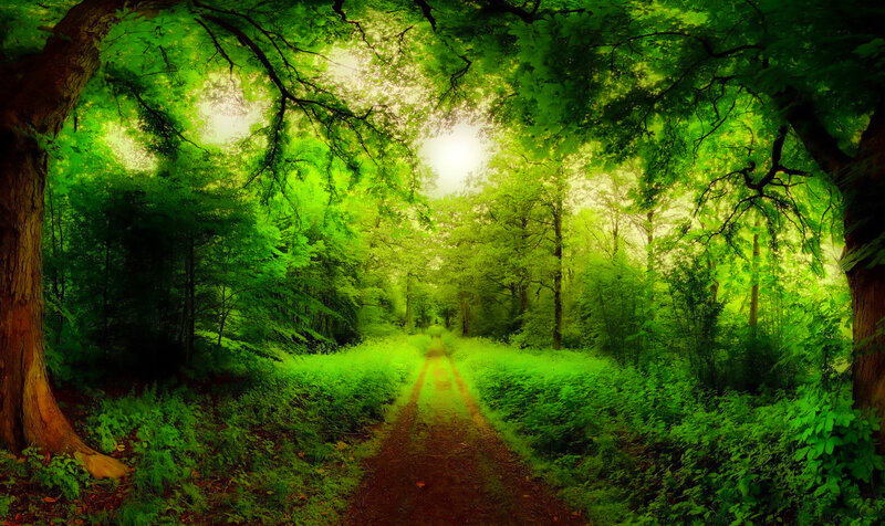 Dirt Path in Forest — Green, Serene, Afternoon, Photograph, Trees, Sunlight, Foliage