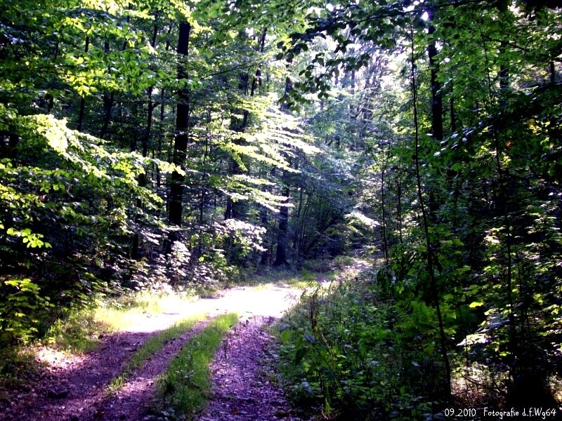 Dirt Path in Forest — Green, Serene, Afternoon, Photograph, Trees, Sunlight, Grass, Brown, White