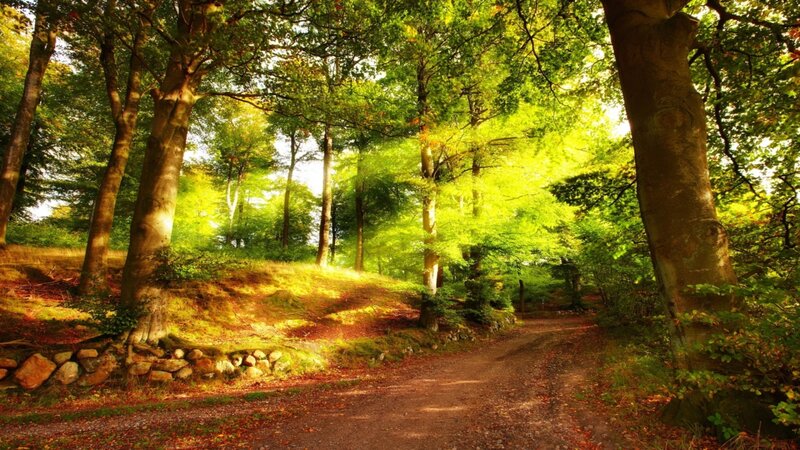 Dirt Path in Forest — Green, Serene, Afternoon, Photograph, Trees, Sunlight, Hills
