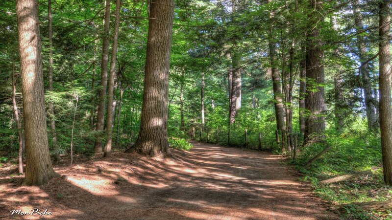 Dirt Path in Forest — Green, Serene, Afternoon, Photograph, Trees, Sunlight, Shadows, Foliage