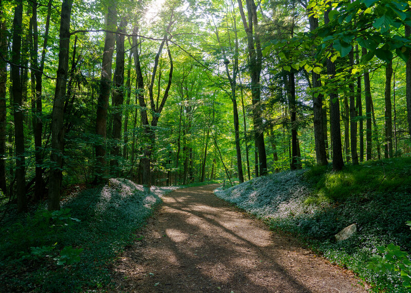 Dirt Path in Forest — Green, Serene, Afternoon, Photograph, Trees, Sunlight, Shadows, Plants