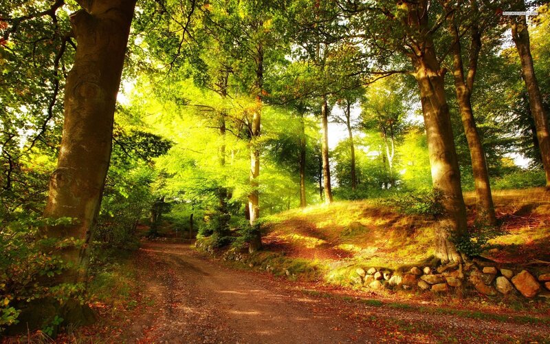 Dirt Path in Forest — Green, Serene, Afternoon, Photograph, Trees, Sunlight, Stones
