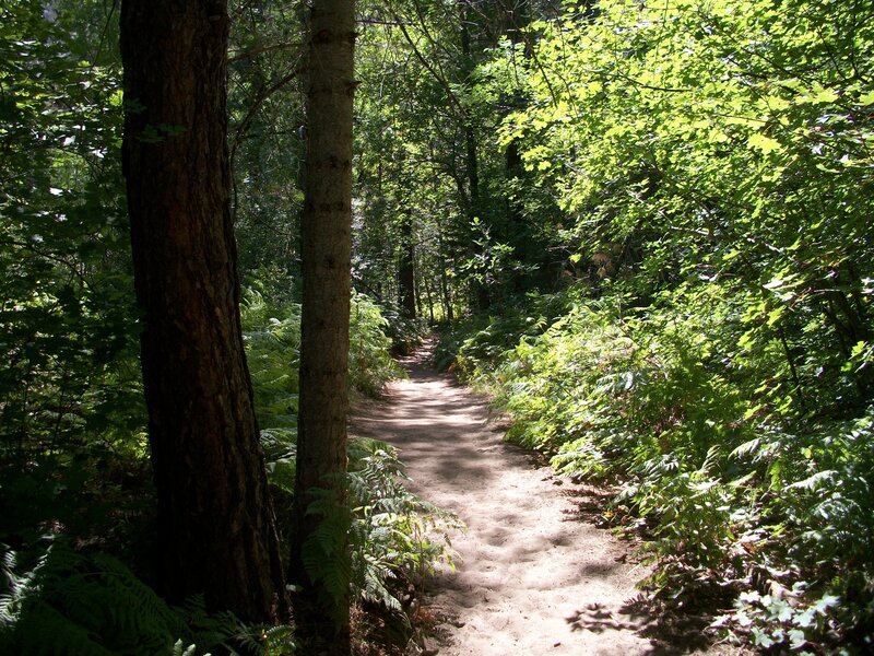 Dirt Path in Forest — Green, Serene, Afternoon, Photograph, Trees
