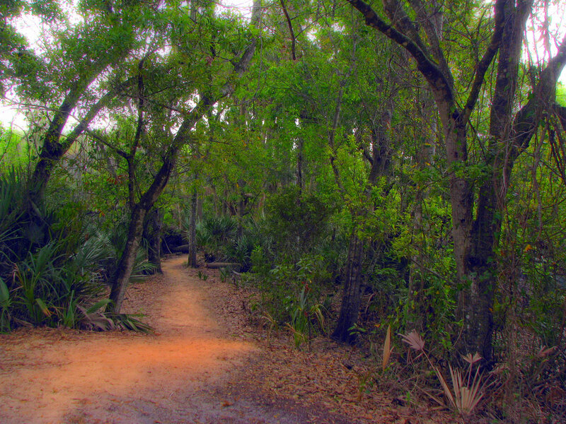 Dirt Path in Forest — Green, Serene, Afternoon