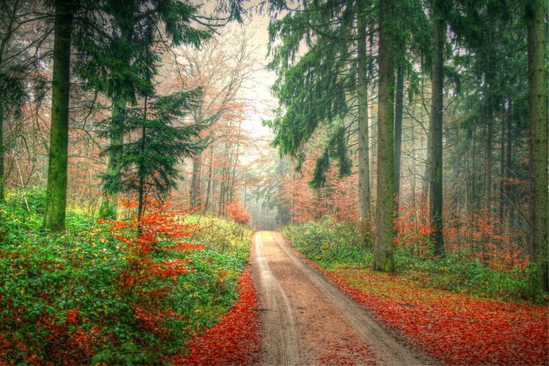 Dirt Path in Forest — Green, Serene, Autumn, Photograph