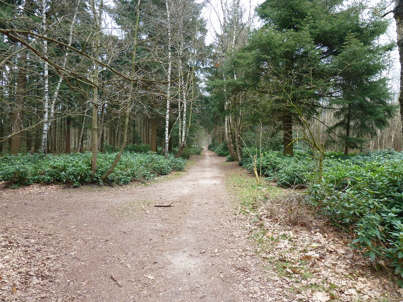 Dirt Path in Forest — Green, Serene, Autumn, Photograph, Trees, Bushes