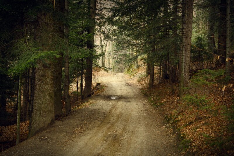 Dirt Path in Forest — Green, Serene, Autumn, Photograph, Trees, Leaves, Brown