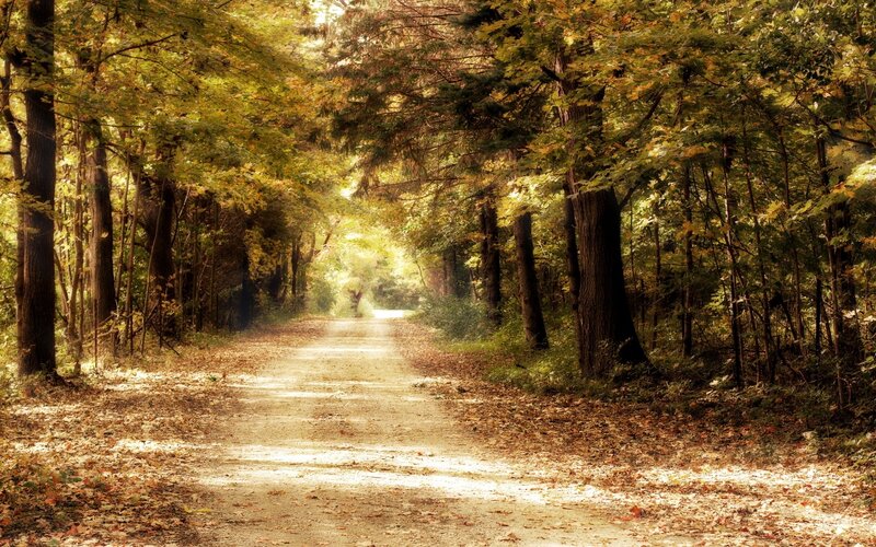 Dirt Path in Forest — Green, Serene, Autumn, Photograph, Trees, Leaves, Sunlight