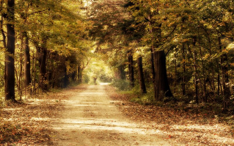 Dirt Path in Forest — Green, Serene, Autumn, Photograph, Trees, Leaves