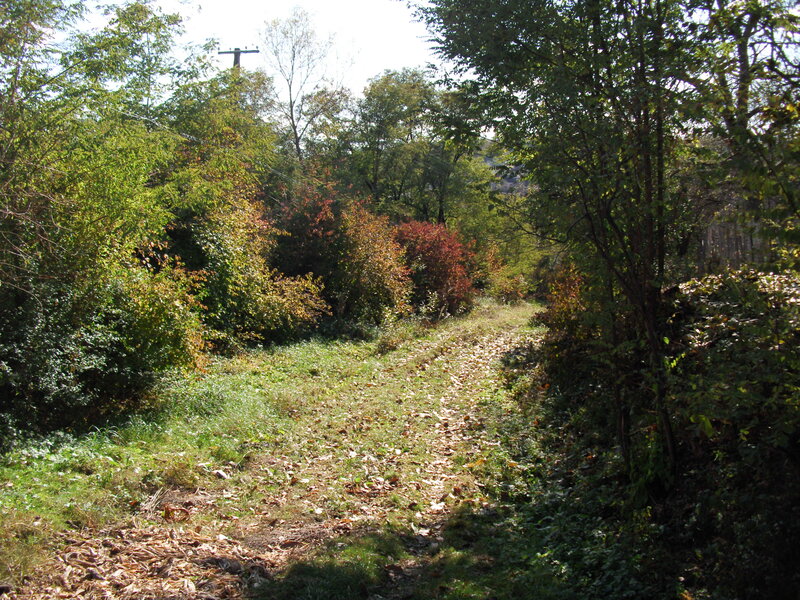 Dirt Path in Forest — Green, Serene, Autumn, Photograph, Trees
