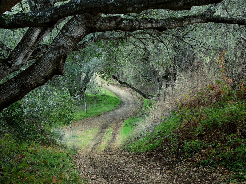 Dirt Path in Forest — Green, Serene, Autumn