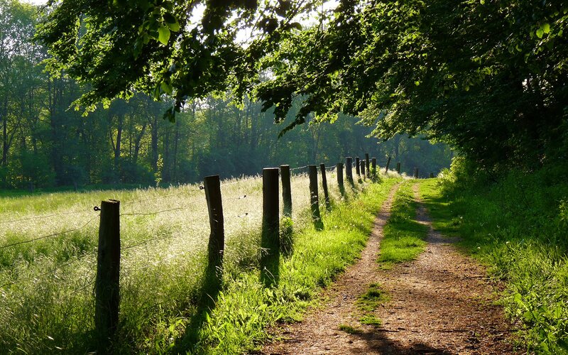 Dirt Path in Forest — Green, Serene, Morning, Photograph, Fence