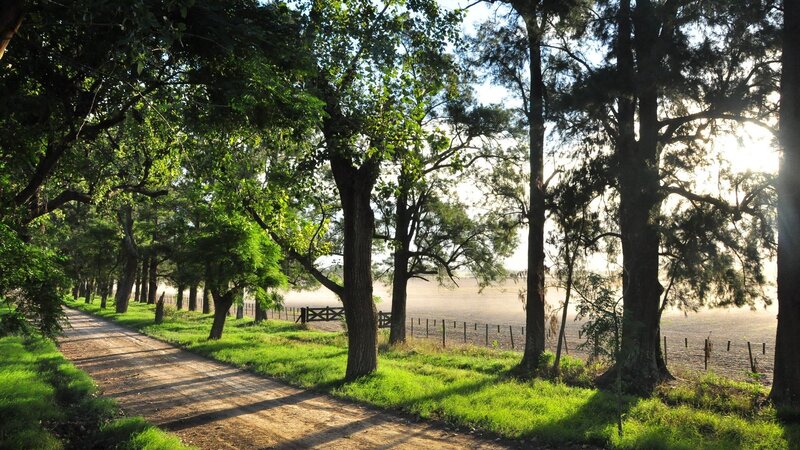 Dirt Path in Forest — Green, Serene, Morning, Photograph, Trees, Fence
