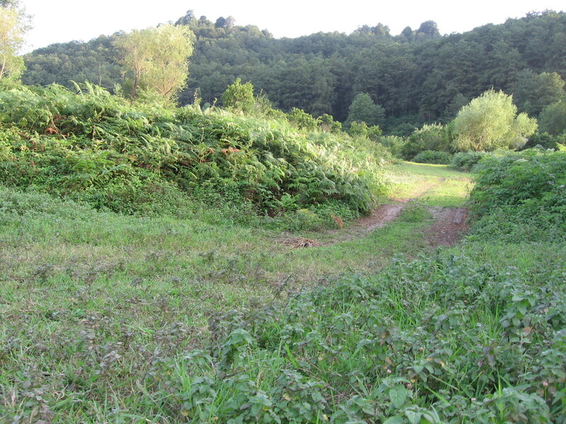 Dirt Path in Forest — Green, Serene, Morning, Photograph, Trees, Ferns