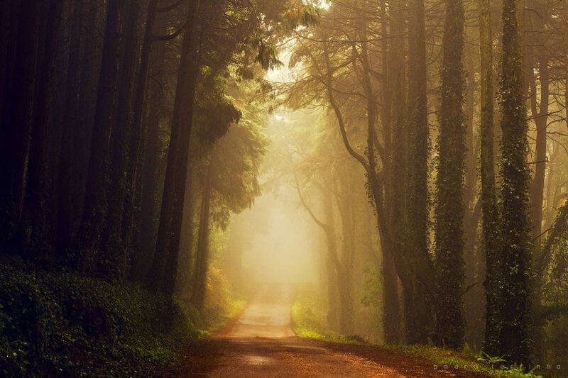 Dirt Path in Forest — Green, Serene, Morning, Photograph, Trees, Fog, Sunlight