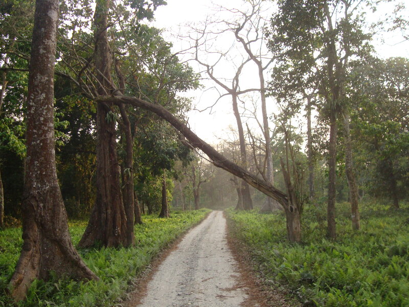 Dirt Path in Forest — Green, Serene, Morning, Photograph, Trees, Fog