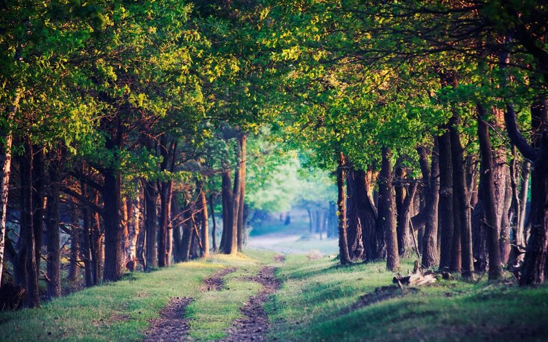 Dirt Path in Forest — Green, Serene, Morning, Photograph, Trees, Grass, Sunlight, Brown, Yellow