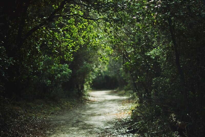 Dirt Path in Forest — Green, Serene, Morning, Photograph, Trees, Leaves