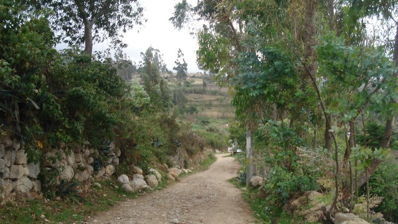 Dirt Path in Forest — Green, Serene, Morning, Photograph, Trees, Rocks