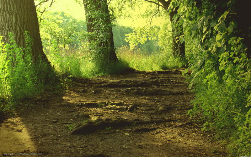 Dirt Path in Forest — Green, Serene, Morning, Photograph, Trees, Roots