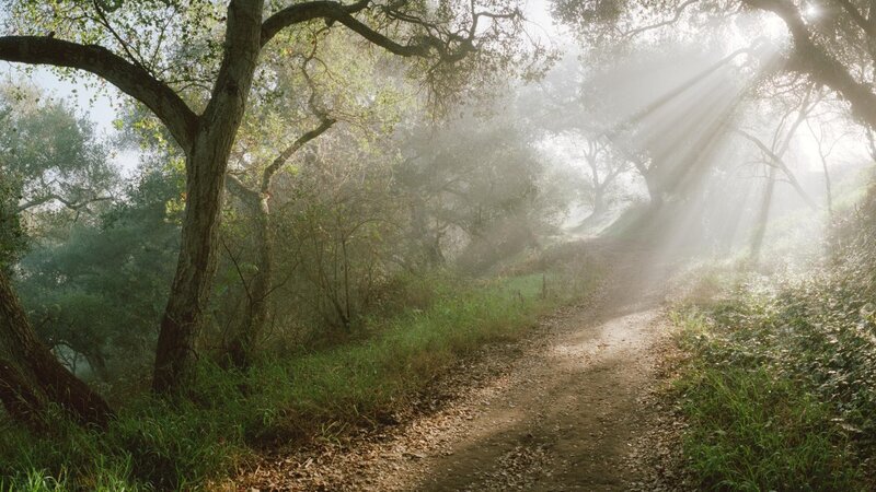 Dirt Path in Forest — Green, Serene, Morning, Photograph, Trees, Sunlight, Fog, Brown, White