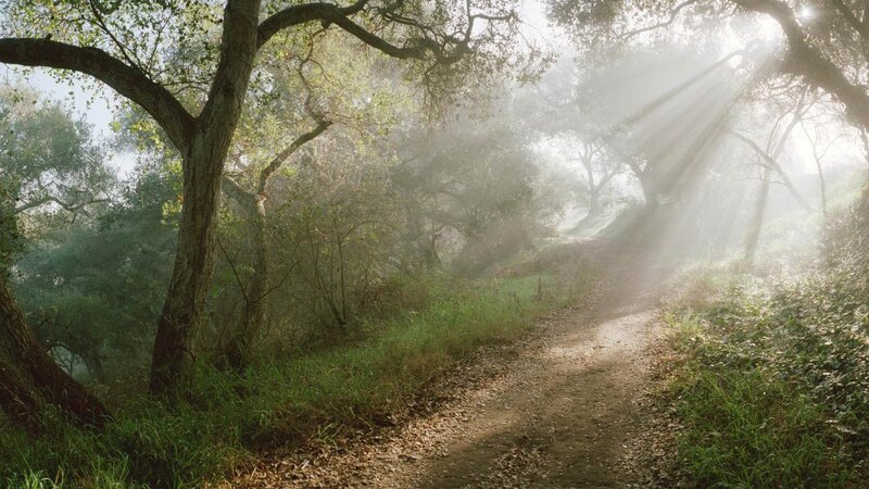 Dirt Path in Forest — Green, Serene, Morning, Photograph, Trees, Sunlight, Fog