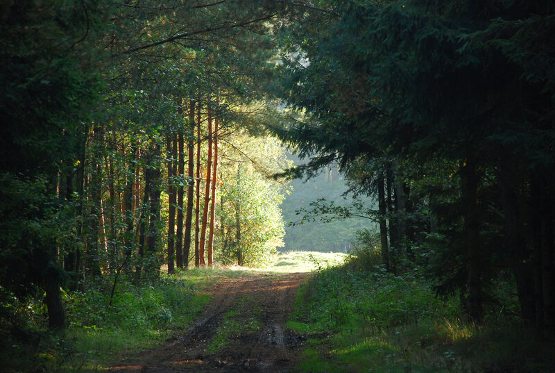 Dirt Path in Forest — Green, Serene, Morning, Photograph, Trees, Sunlight, Grass, Brown
