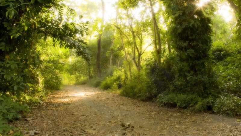 Dirt Path in Forest — Green, Serene, Morning, Photograph, Trees, Sunlight, Leaves, Brown