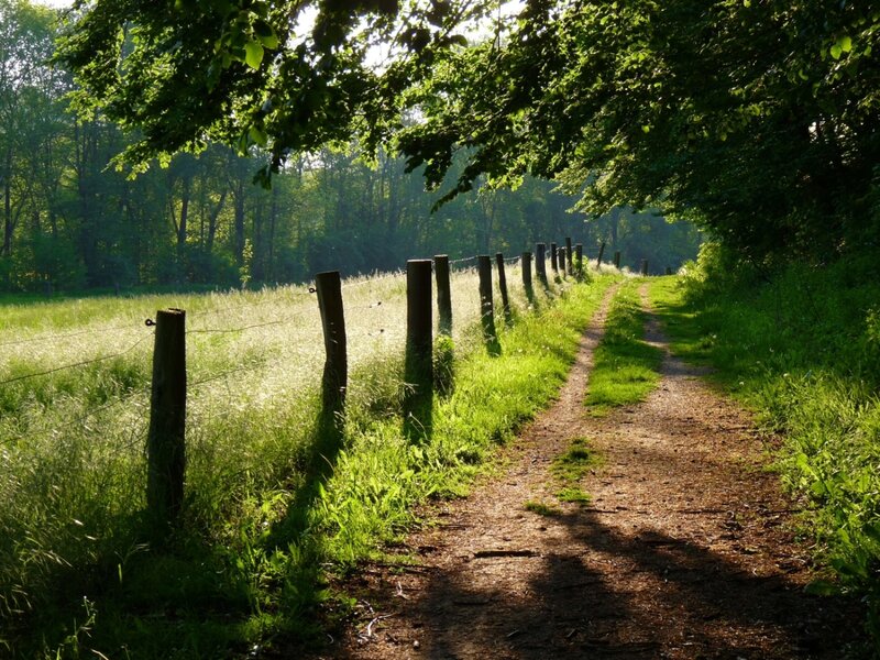 Dirt Path in Forest — Green, Serene, Morning