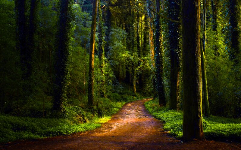 Dirt Path in Forest — Green, Serene, Night