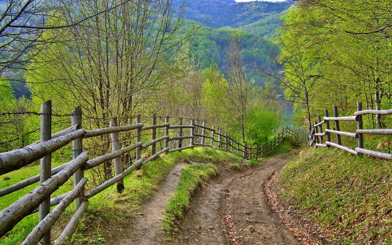 Dirt Path in Forest — Green, Serene, Spring, Photograph, Fence