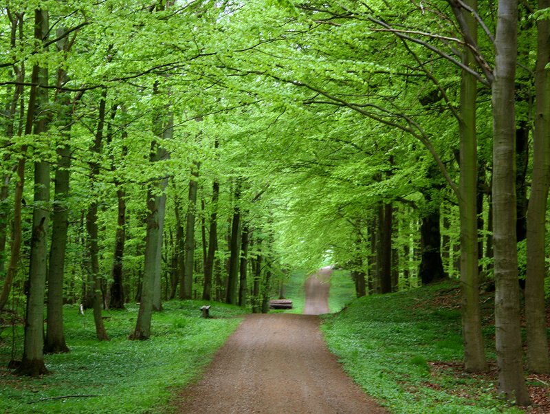 Dirt Path in Forest — Green, Serene, Spring, Photograph