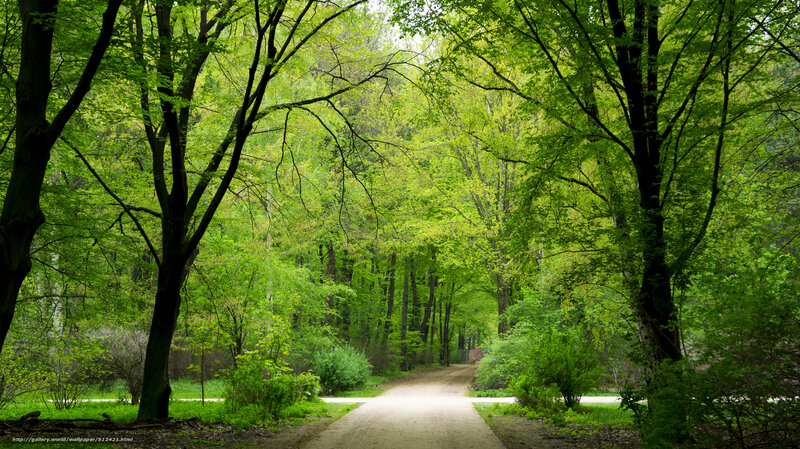 Dirt Path in Forest — Green, Serene, Spring, Photograph, Trees, Bushes