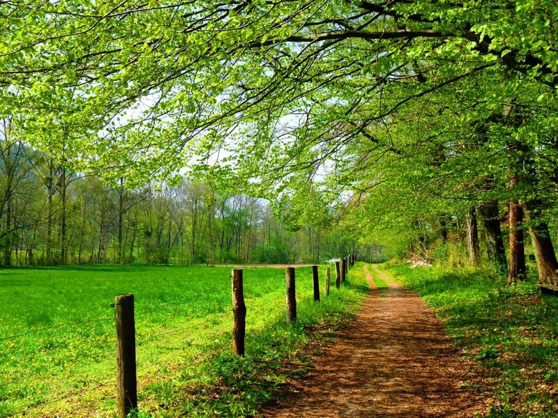 Dirt Path in Forest — Green, Serene, Spring, Photograph, Trees, Field