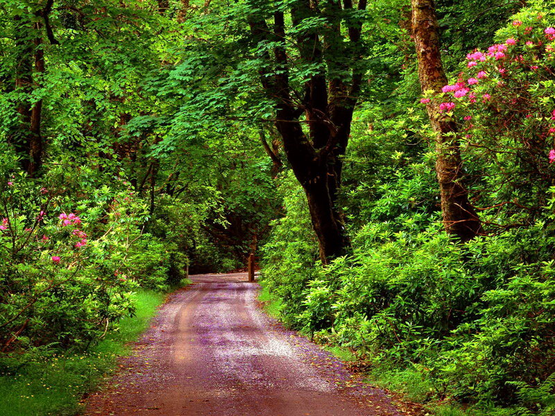 Dirt Path in Forest — Green, Serene, Spring, Photograph, Trees, Flowers