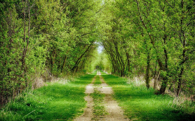 Dirt Path in Forest — Green, Serene, Spring, Photograph, Trees, Grass