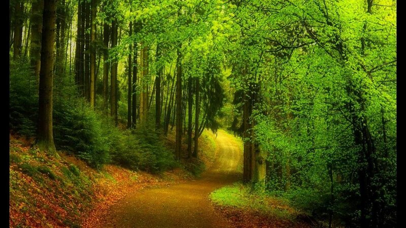 Dirt Path in Forest — Green, Serene, Spring, Photograph, Trees, Leaves
