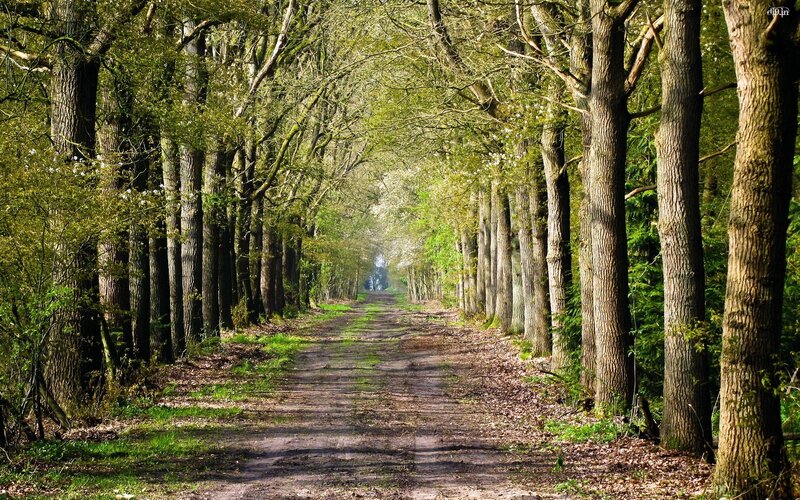 Dirt Path in Forest — Green, Serene, Spring, Photograph, Trees