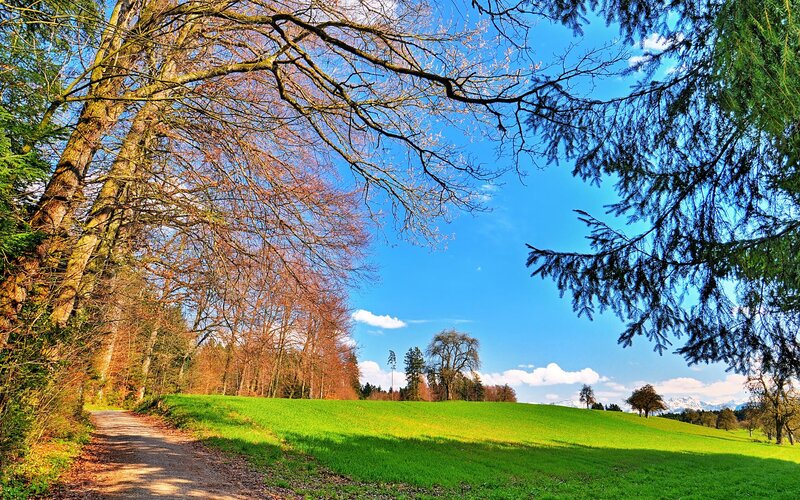 Dirt Path in Forest — Green, Serene, Spring