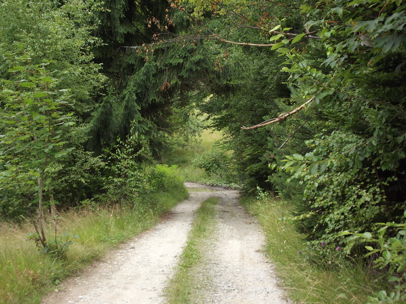 Dirt Path in Forest — Green, Serene, Summer, Photograph