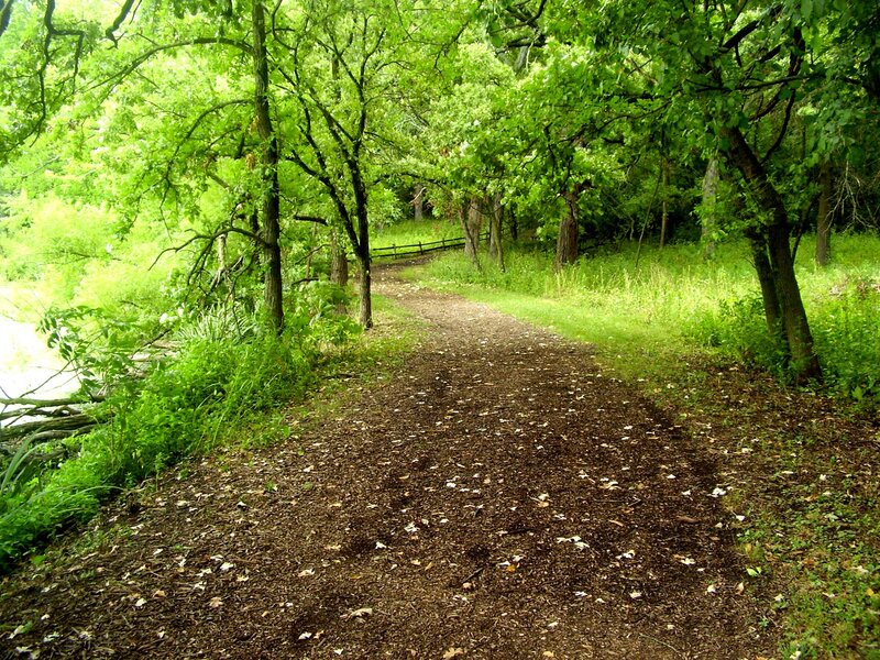 Dirt Path in Forest — Green, Serene, Summer, Photograph, Trees
