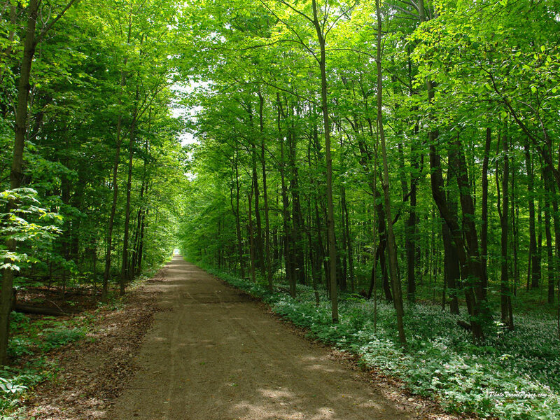 Dirt Path in Forest — Green, Serene, Summer
